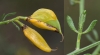 Cytisus fontanesii Spach subsp. fontanesii
