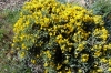 Genista pumila (Debeaux & E.Rev. ex Hervier) Vierh. subsp. rigidissima (Vierh.) Talavera & L.Sáez
