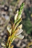 Onobrychis saxatilis (L.) Lam.