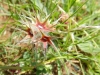 Trifolium stellatum L.