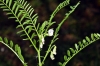 Vicia ervilia (L.) Willd.