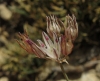 Allium moschatum L.