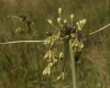 Allium oleraceum 1/2 (a confirmar)