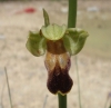 Ophrys arnoldii P.Delforge