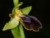 Ophrys bilunulata Risso
