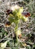 Ophrys dianica ? 1/2