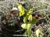 Ophrys dianica ? 2/2
