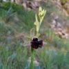 Ophrys incubacea ?