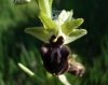 Ophrys passionis Sennen