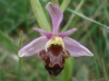 Ophrys scolopax s.l.