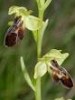 Ophrys x vistabellae