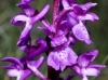 Orchis cf. mascula L.