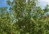 Prunus domestica 1/3 (a confirmar)