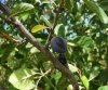 Prunus domestica 2/3 (a confirmar)