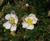 Rosa pimpinellifolia (a confirmar)