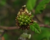 Rubus ulmifolius 2/3
