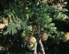 Sorbus domestica L.