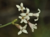 Asperula cynanchica L. subsp. cynanchica