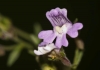 Chaenorhinum serpyllifolium 1/2