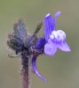 Linaria arvensis (L.) Desf.