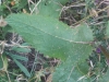 Verbascum sp. 3 de 6