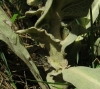 Verbascum thapsus 3/4