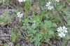 Orlaya daucoides (L.) Greuter