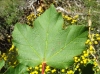 Acer opalus Mill. subsp. granatense (Boiss.) Font Quer & Rothm.