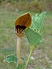 Aristolochia pistolochia L.
