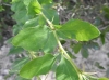 Berberis vulgaris L. subsp. seroi O.Bolòs & Vigo
