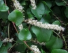 Boussingaultia cordifolia Ten.