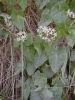 Cynanchum acutum L. subsp. acutum