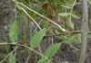 Fraxinus angustifolia 3/3 (a confirmar)
