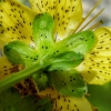 Hypericum maculatum Crantz subsp. maculatum