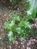 Ilex aquifolium L.