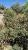 Phillyrea latifolia L.