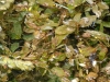 Potamogeton coloratus