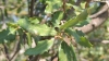 Quercus faginea ? 4 de 6