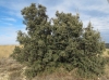 Quercus ilex L. subsp. ballota (Desf.) Samp.