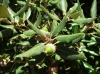 Quercus ilex L. subsp. ilex
