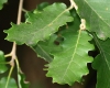 Quercus pubescens Willd.