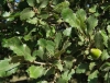 Quercus faginea 4/5
