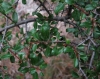 Rhamnus saxatilis 2/2