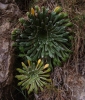 Saxifraga longifolia Lapeyr.