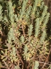 Thymelaea tinctoria (Pourr.) Endl. subsp. tinctoria