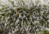 Grimmia orbicularis / Grimmia pulvinata