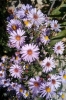 Aster 1/3