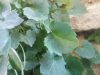 Campanula fragilis subsp. cavolinii ? 3/5