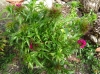 Dianthus barbatus L.