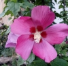 Hibiscus syriacus L.